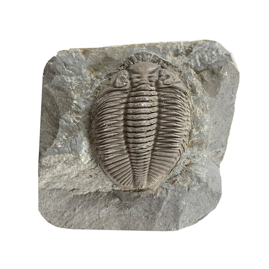 Trilobite