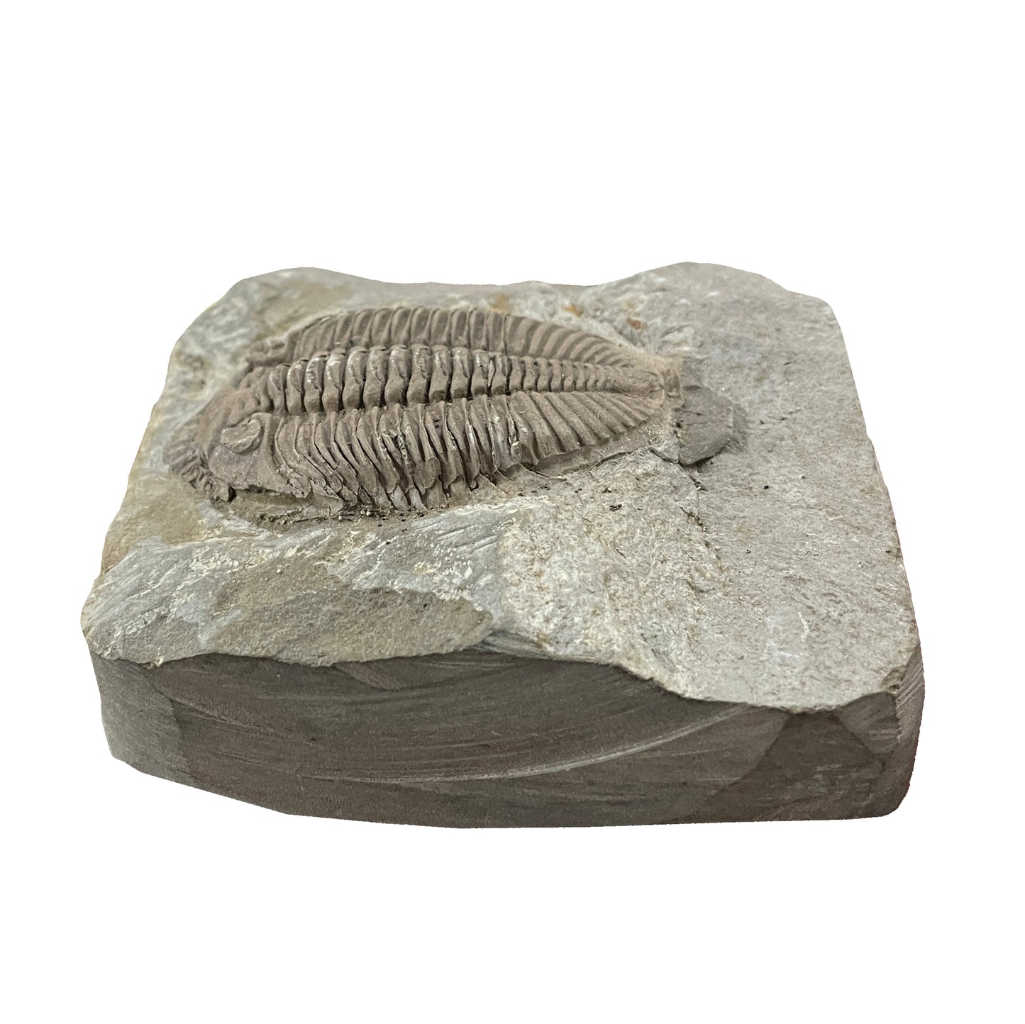 Trilobite