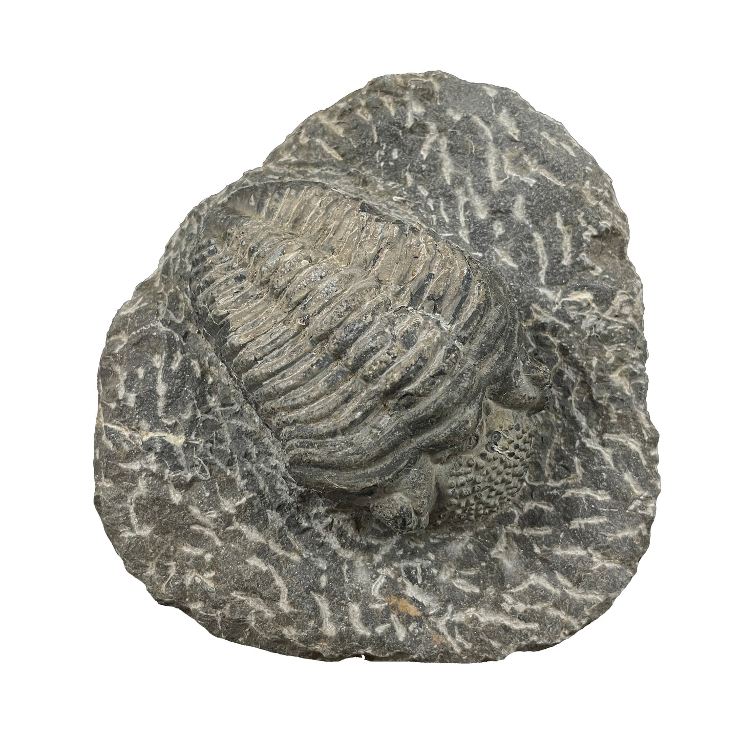 Phacops Trilobite