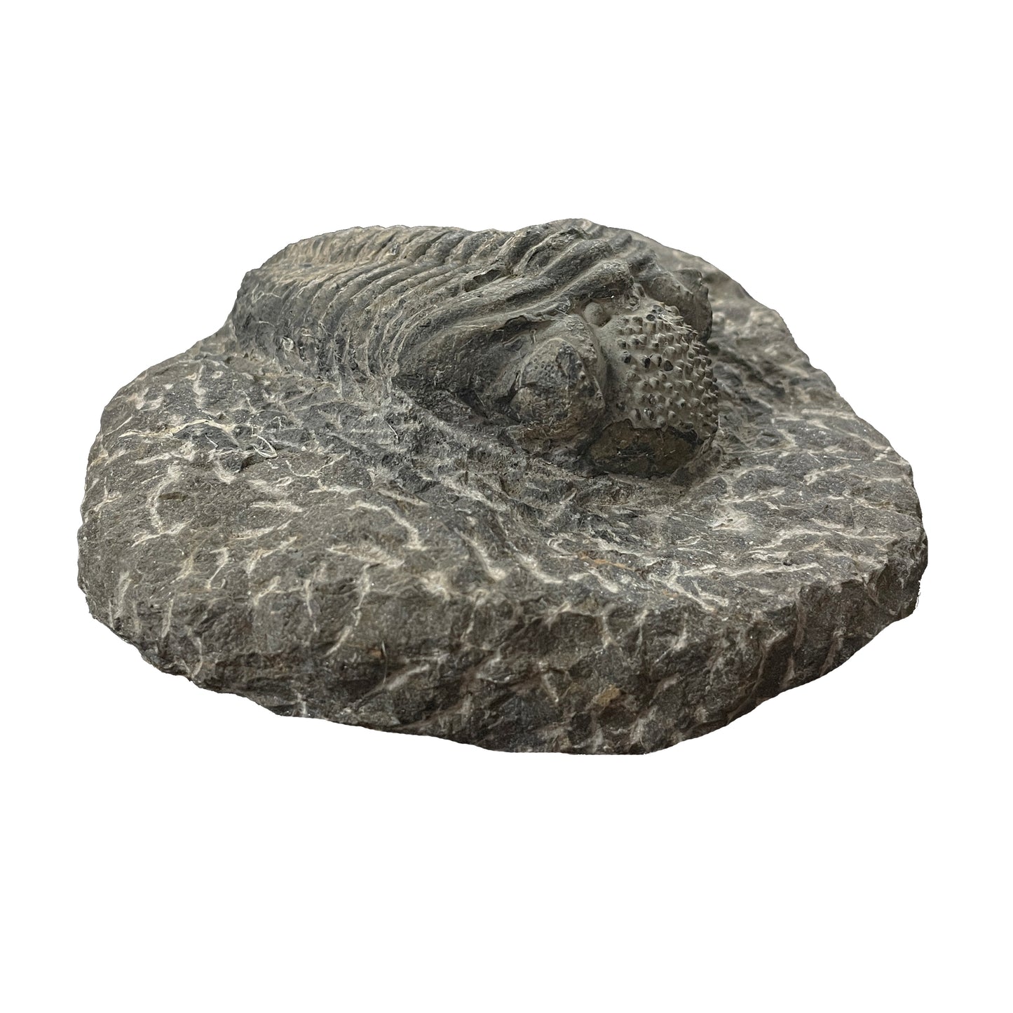 Phacops Trilobite