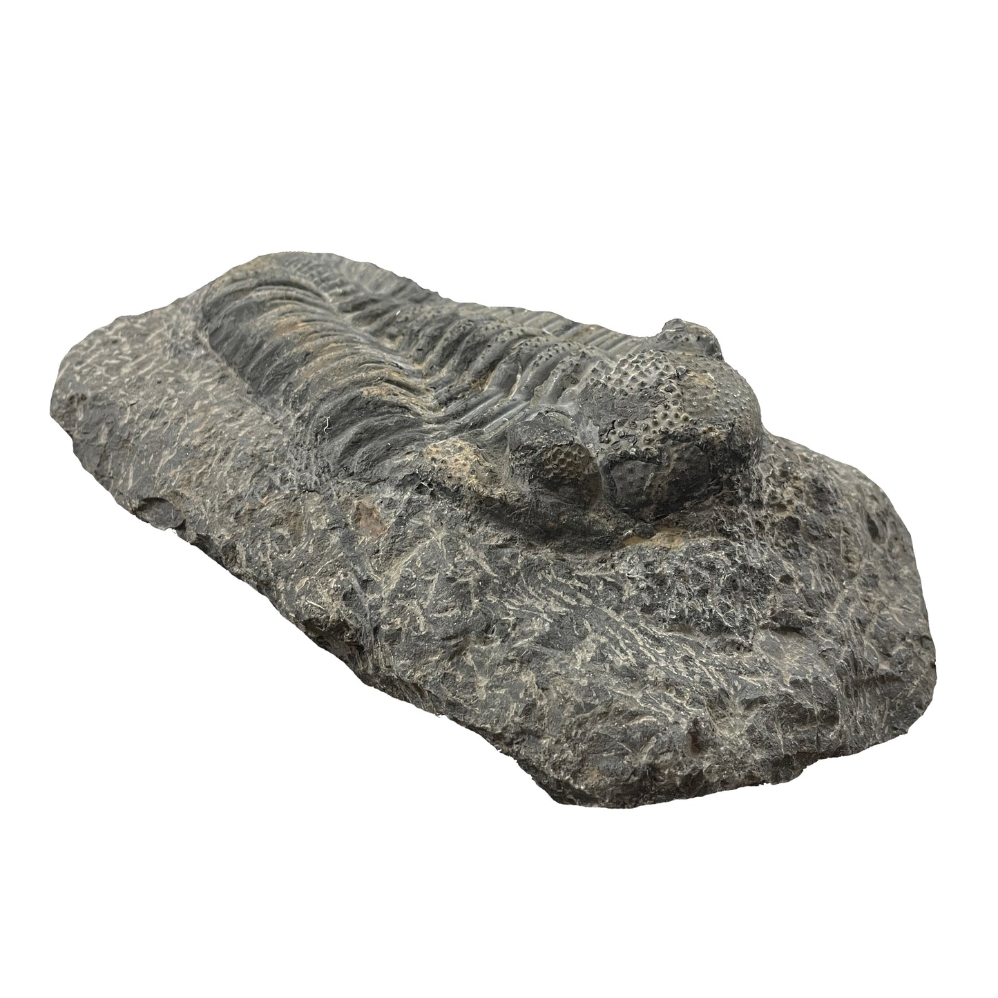 Phacops Trilobite