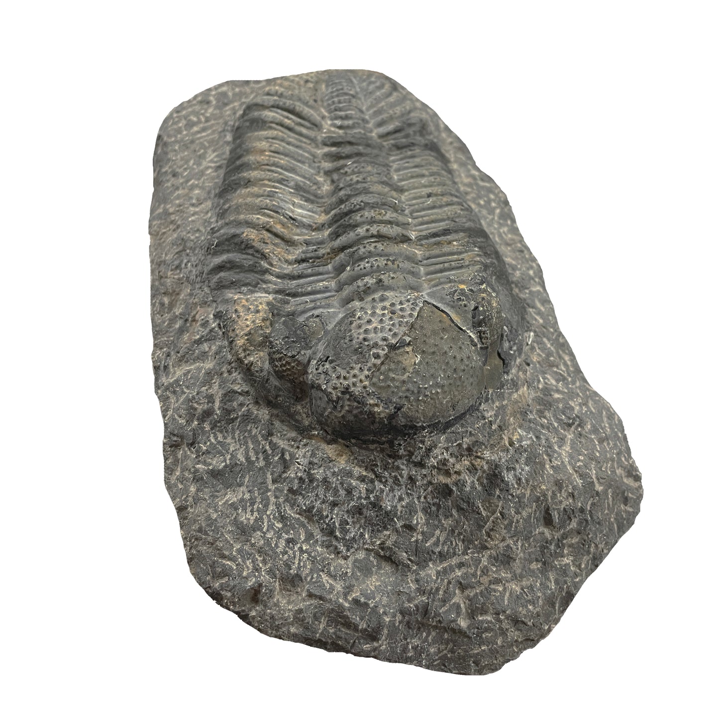 Phacops Trilobite