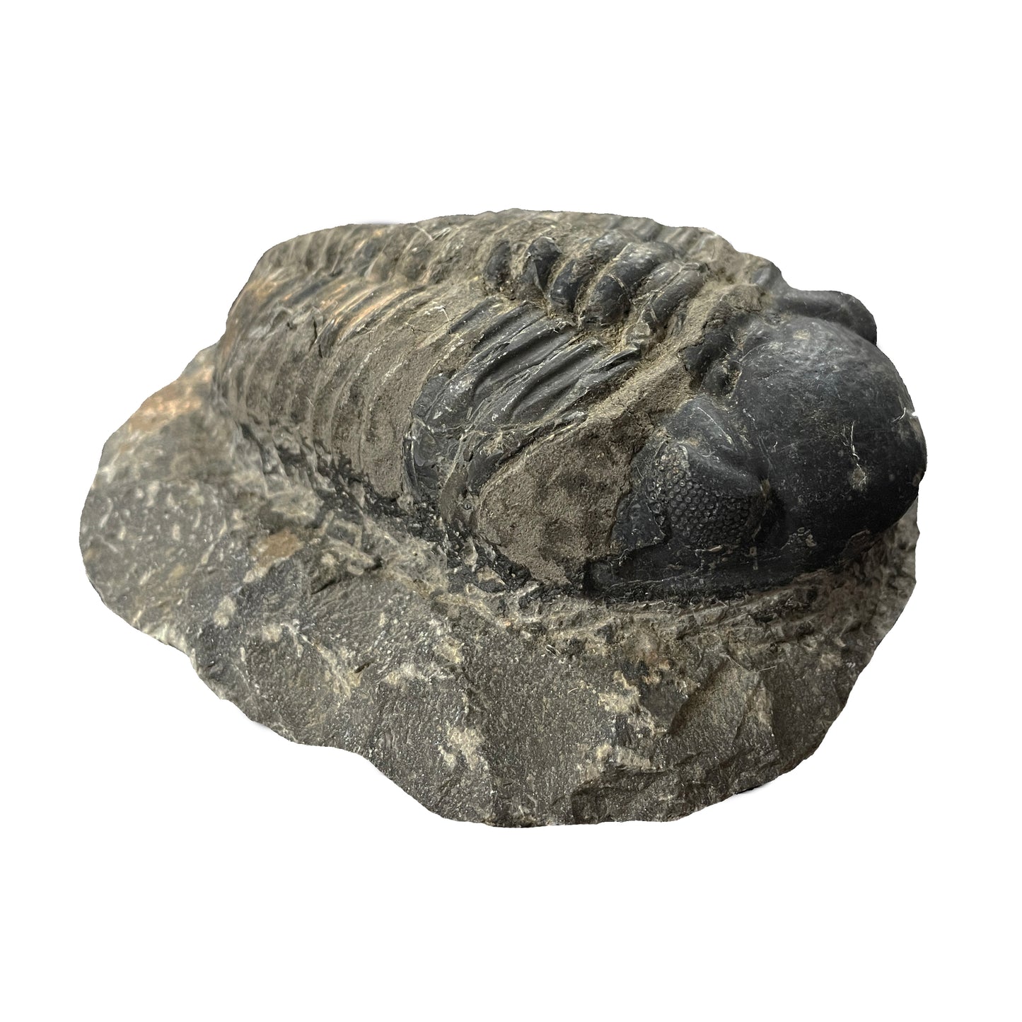 Phacops Trilobite