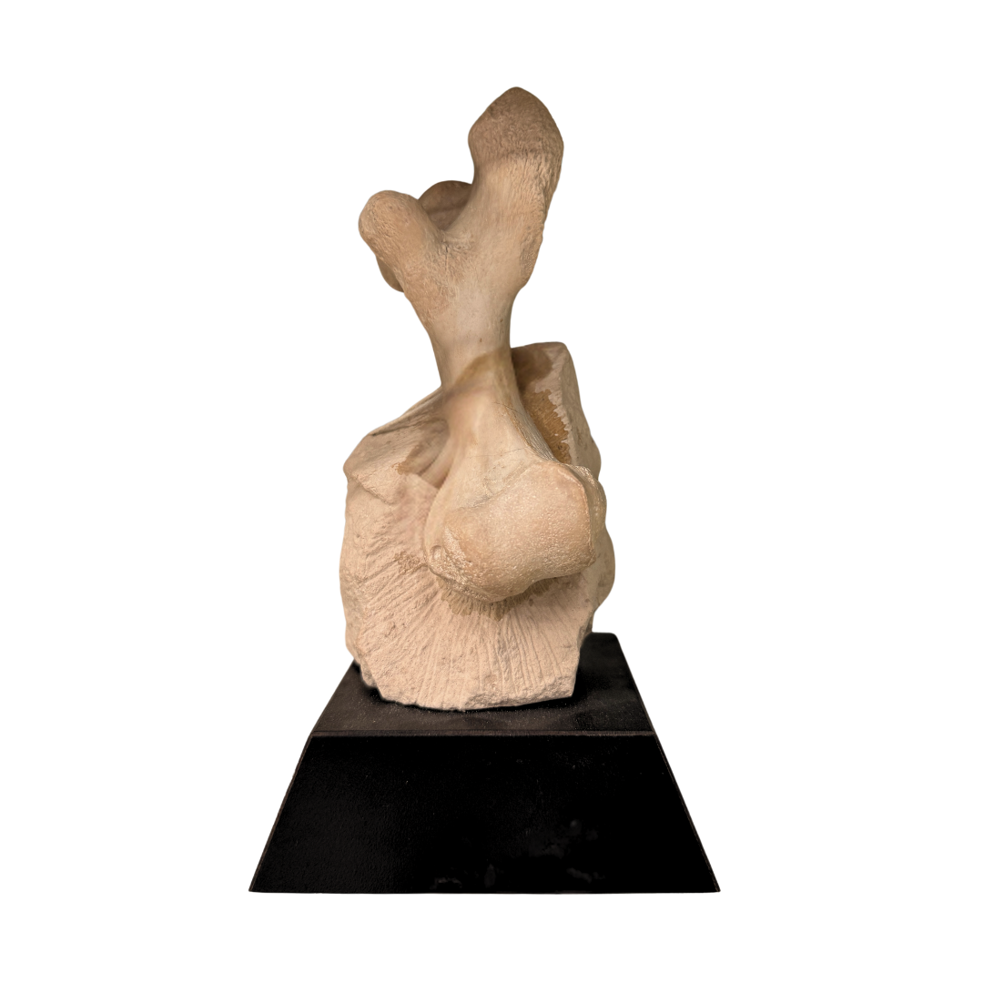 Fossil Mammal Humerus Bone