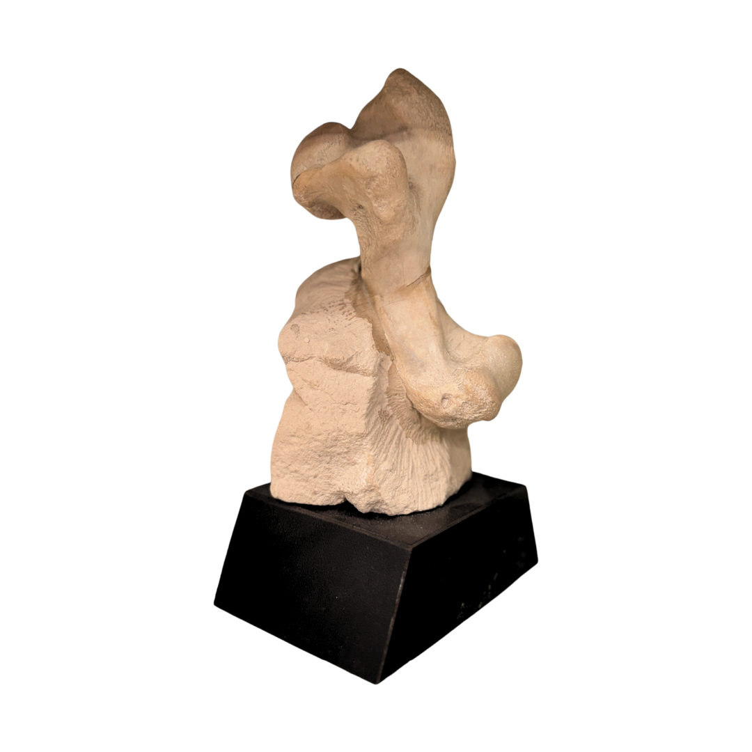 Fossil Mammal Humerus Bone