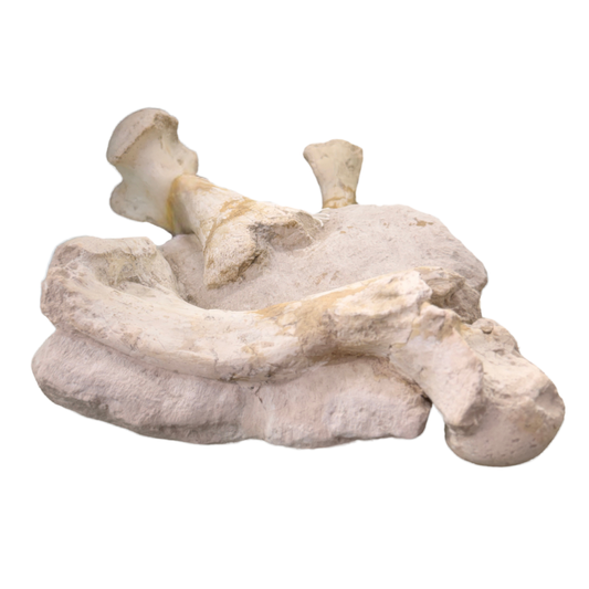 White River Vertebrate Fossil Bones