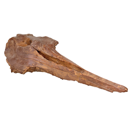 Squalodon Fossil