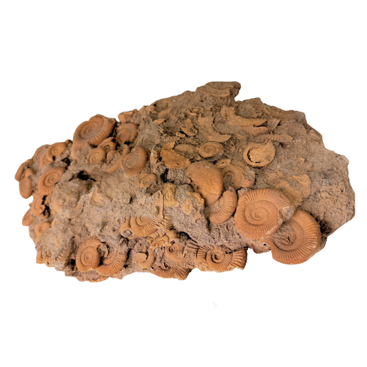 Dactylioceras Ammonite Cluster