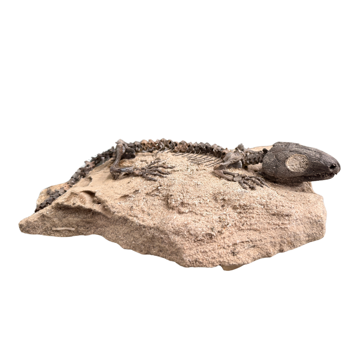 Captorhinus Skeleton