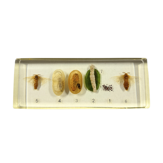 Silkworm Life Cycle