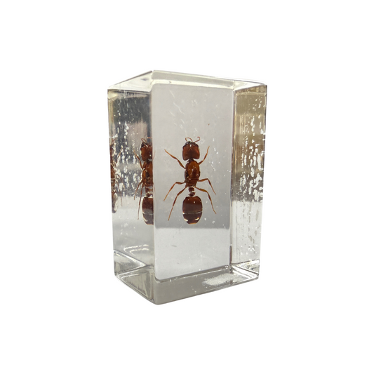 Ant