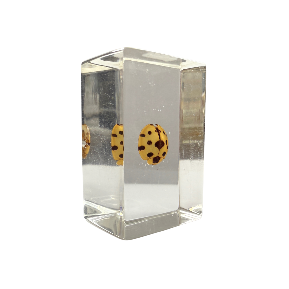 Ladybug in Resin — Real Insect Specimen for Education & Display – Art ...