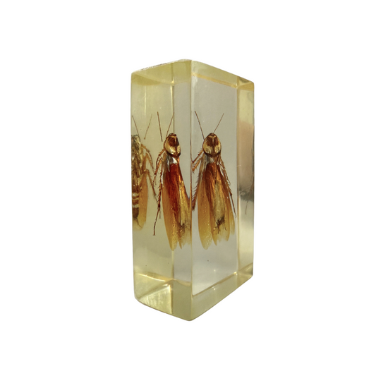 Cockroach