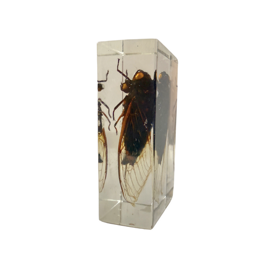 Cicada in Resin