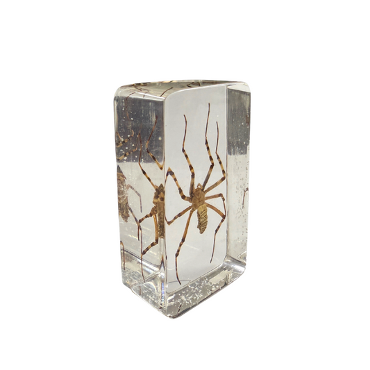 Yellow Spider in Resin