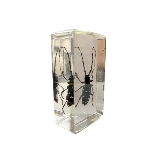 Longhorn Beetle in Resin