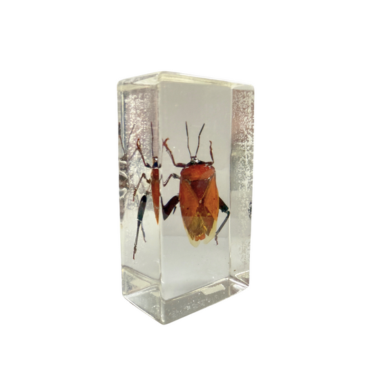 Shield Bug in Resin