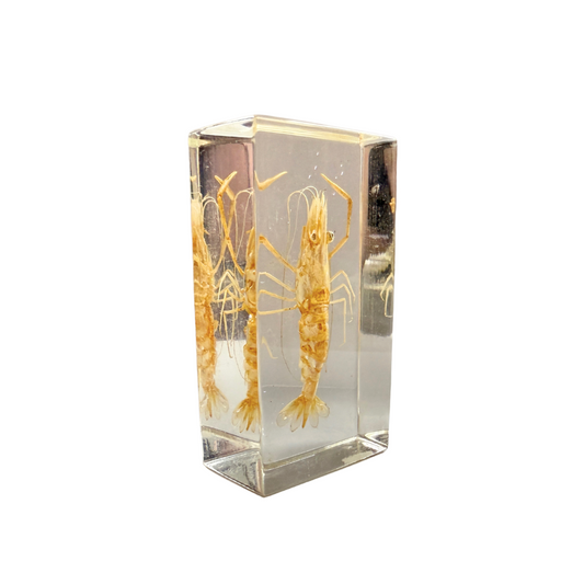 Shrimp in Resin