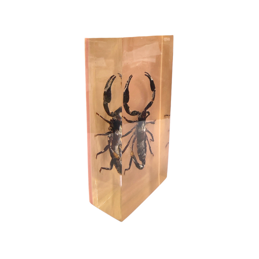 Antique Scorpion in Tinted Resin