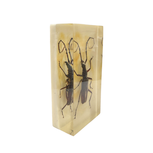 Antique Longhorn Beetle in Tinted  Resin