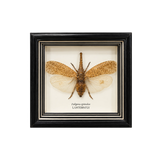 Lanternfly