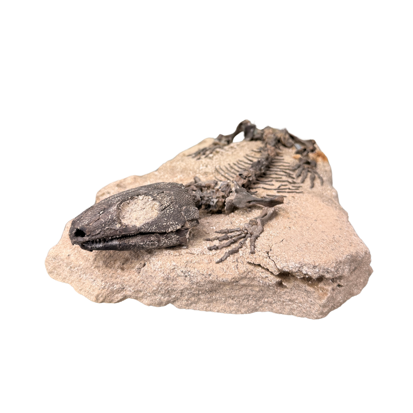 Captorhinus Skeleton