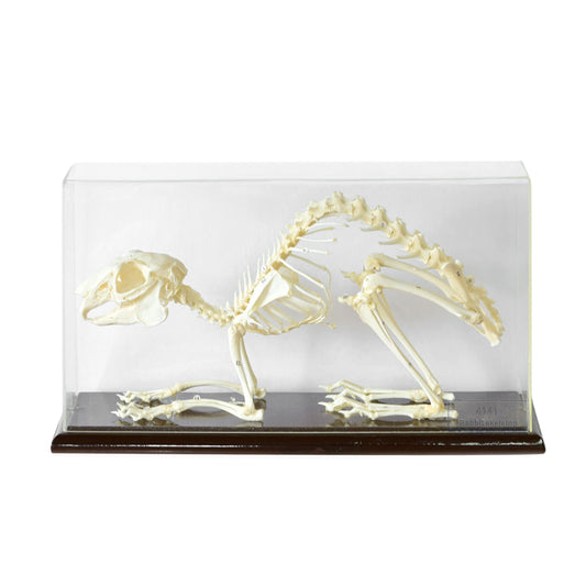 Rabbit Skeleton