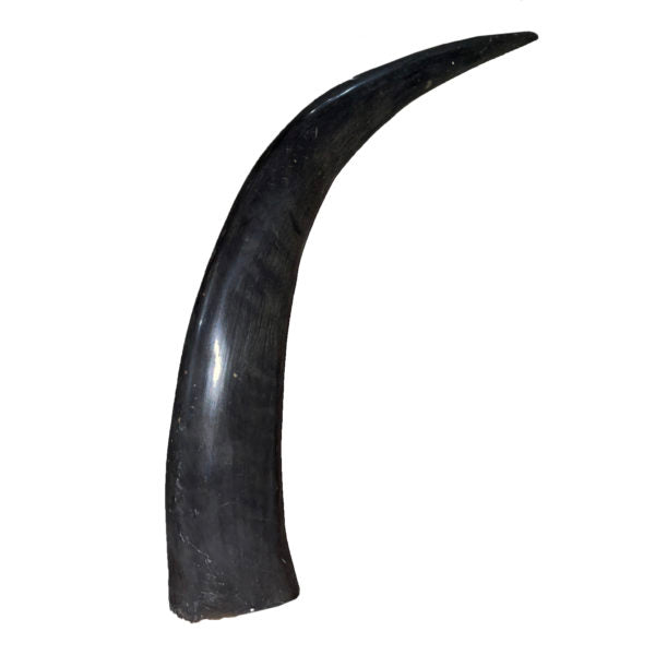 Water Buffalo Horn