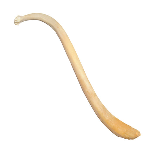 Raccoon Baculum (Penis Bone)