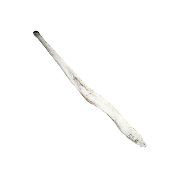 Fox Baculum (Penis Bone)