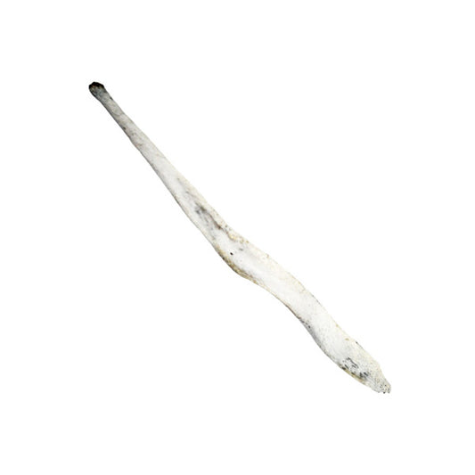 Fox Baculum (Penis Bone)