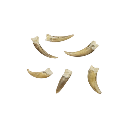 Bobcat Claw