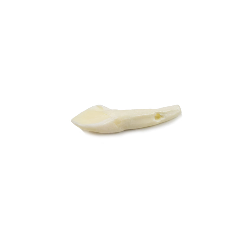 Buffalo Teeth