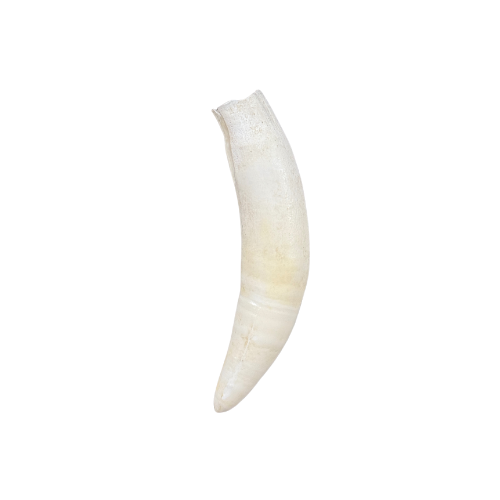 Alligator Tooth