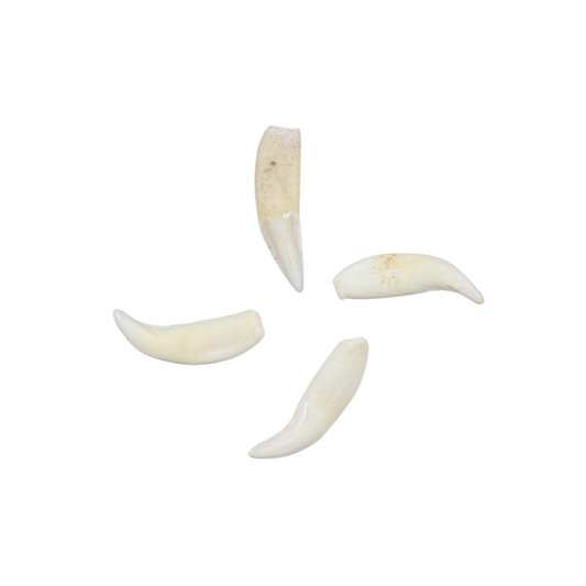 Raccoon Teeth