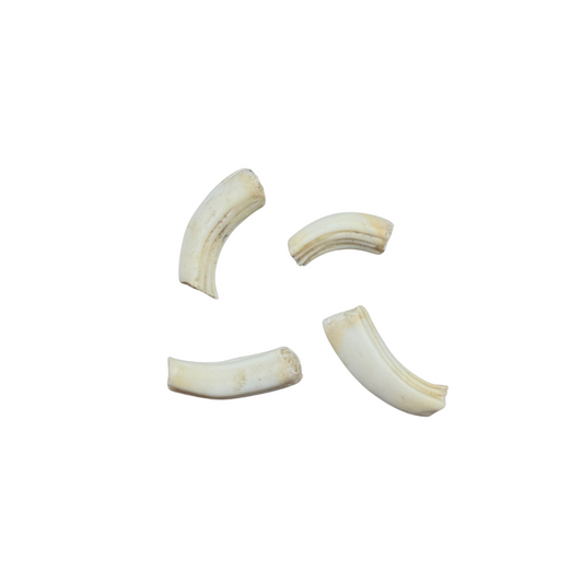 Giraffe Teeth