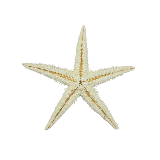 White Starfish