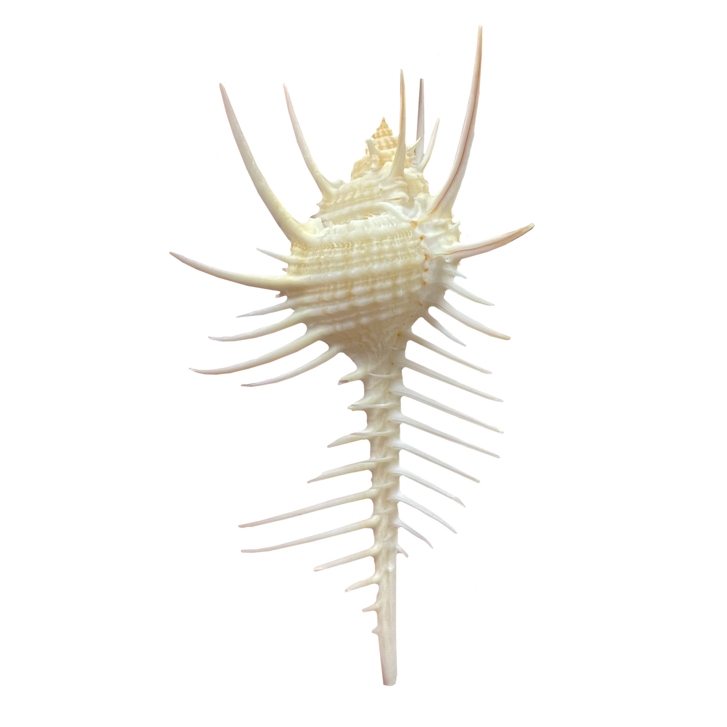 Venus Comb Murex Shell