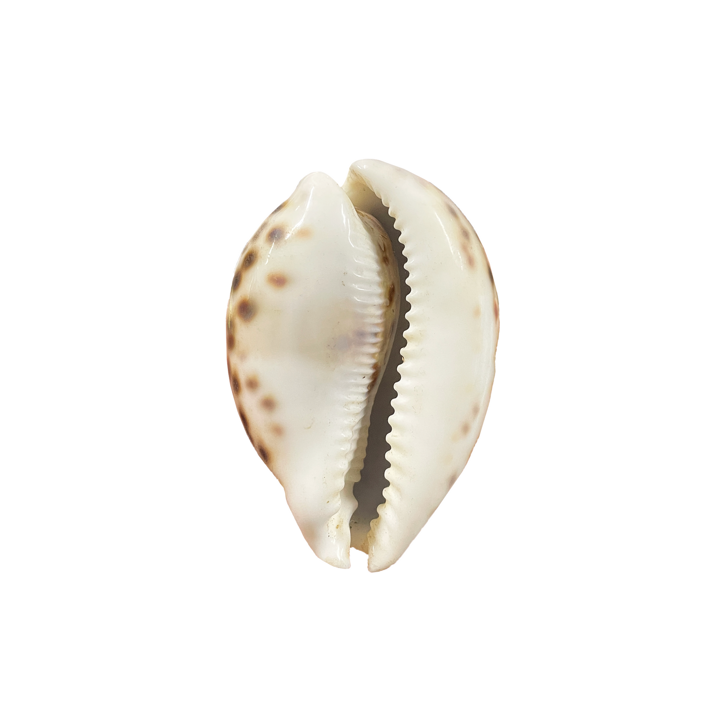 Cowrie Shell