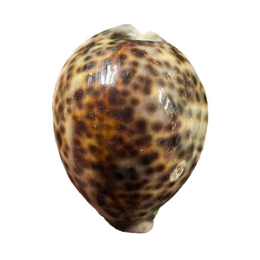 Cowrie Shell