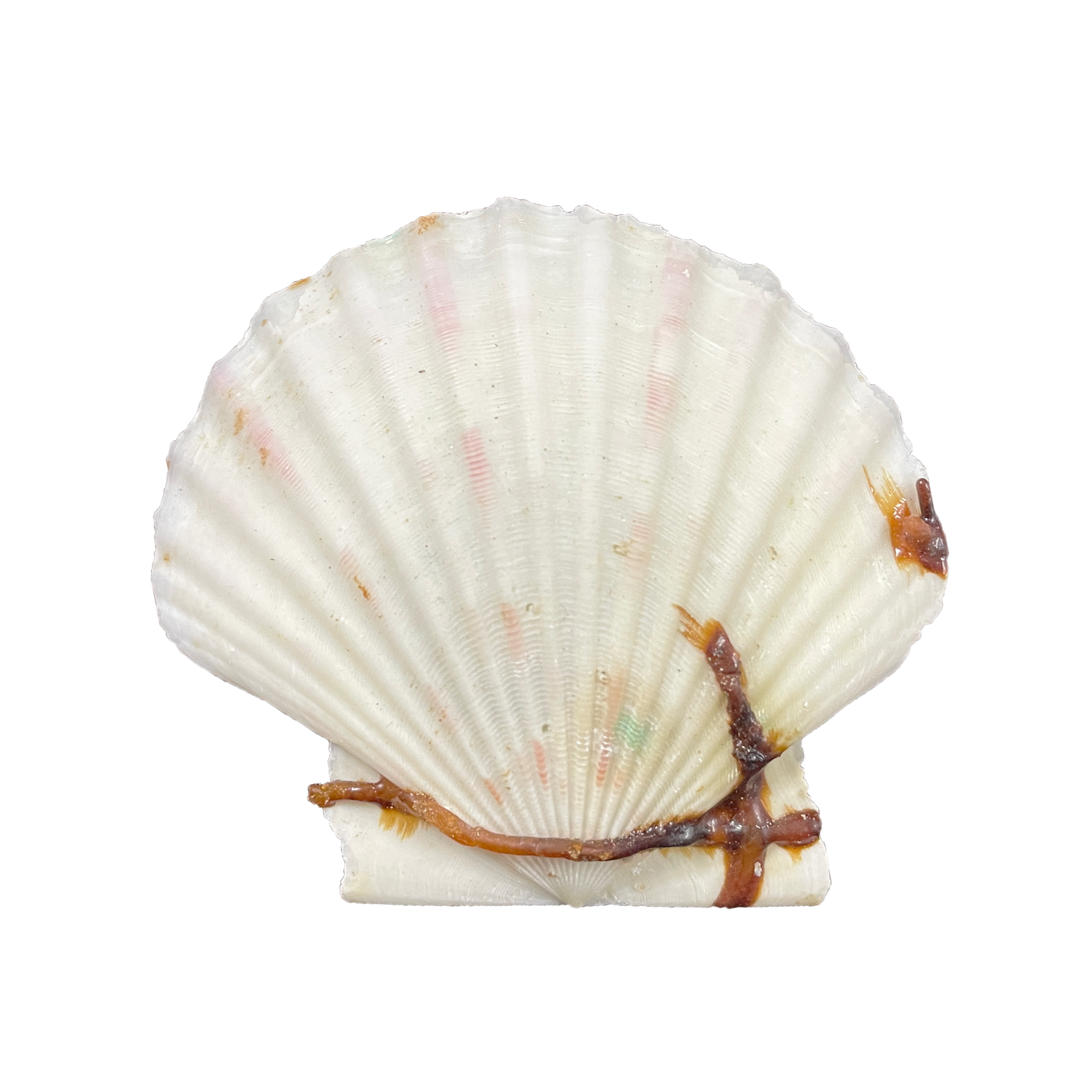 Squear Shell Good Cowrie Shell | Smooth and Polished Natural Seashell for Décor ...