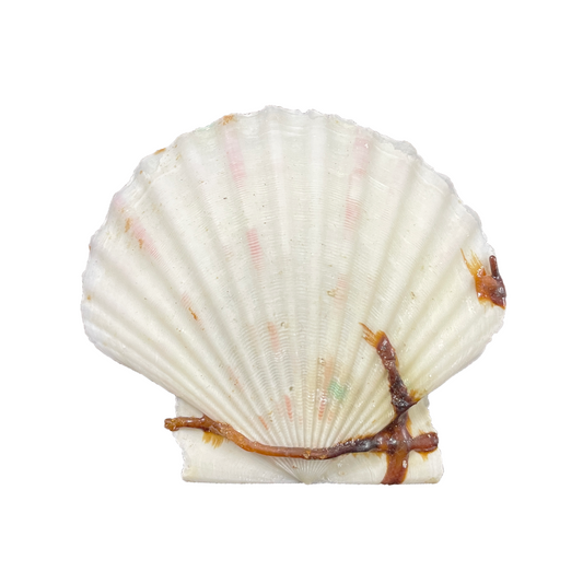 Natural Scallop Shell