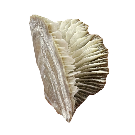 Flabellum Shell Fossil