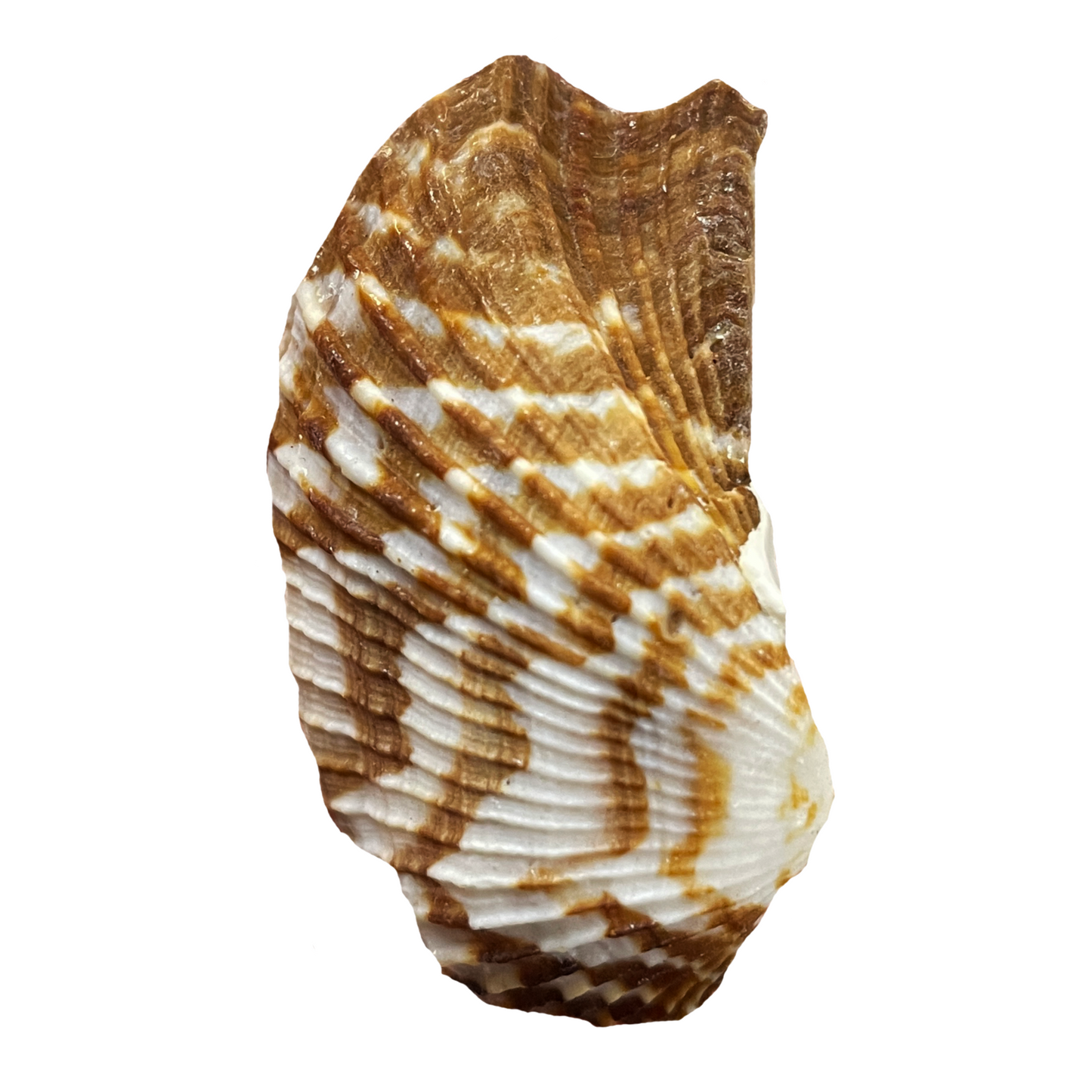 Arca Noae Shell