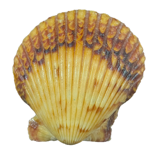 Agropecten Irradians Shell