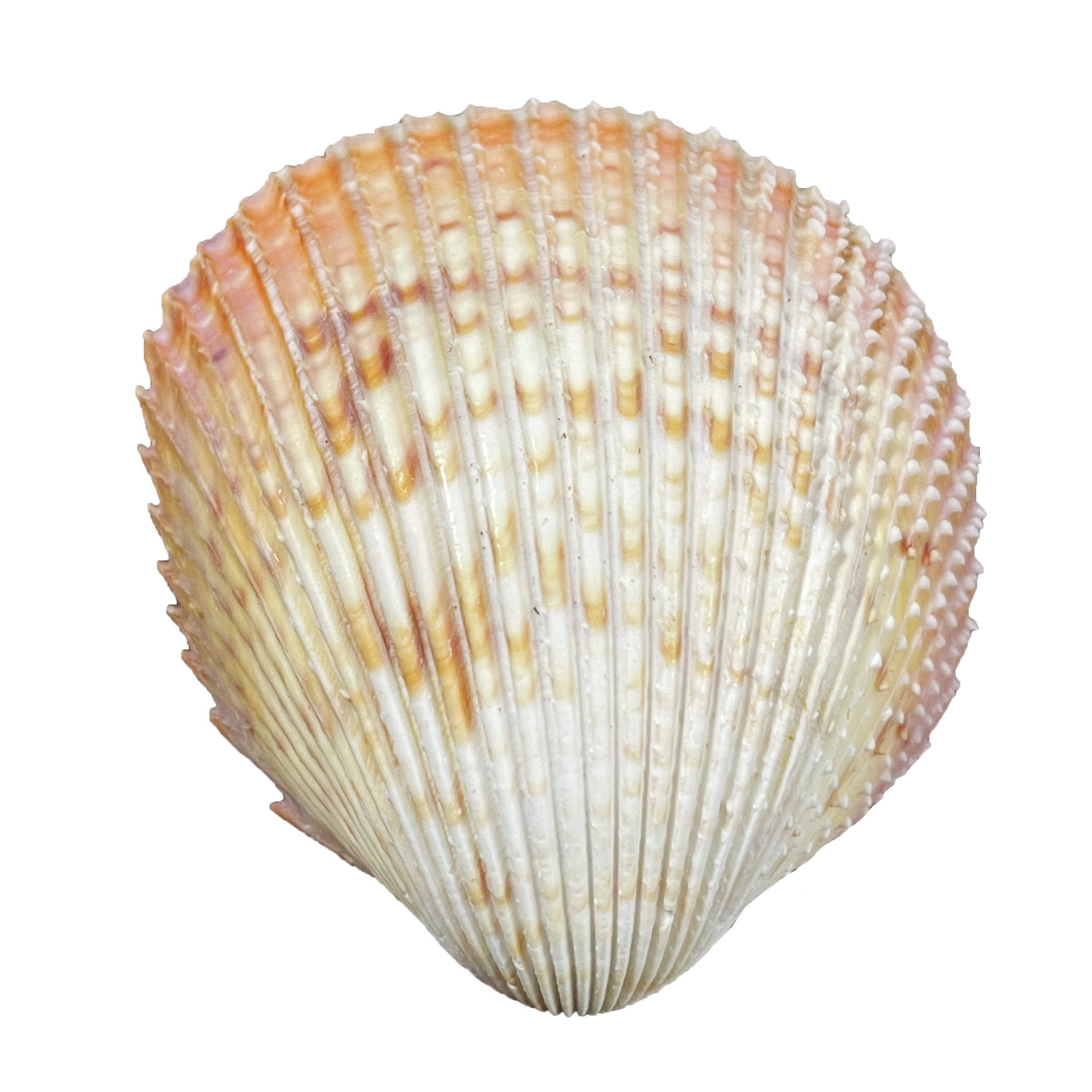 Cockle Shelll Cockle Shell | Beautiful Natural Shell for Décor & Crafts – Art By God