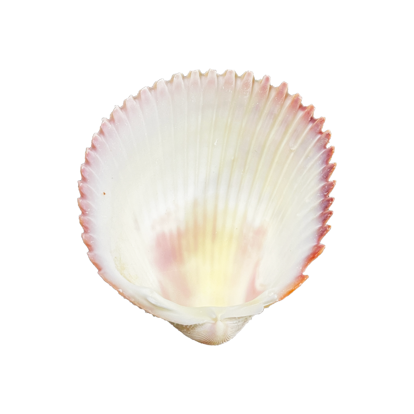 Cockle Shell