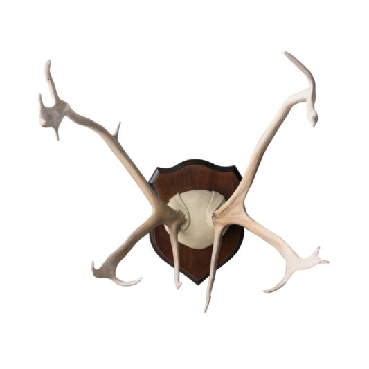 Caribou Antlers