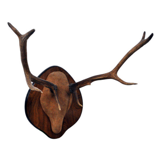 Elk Antler Rack