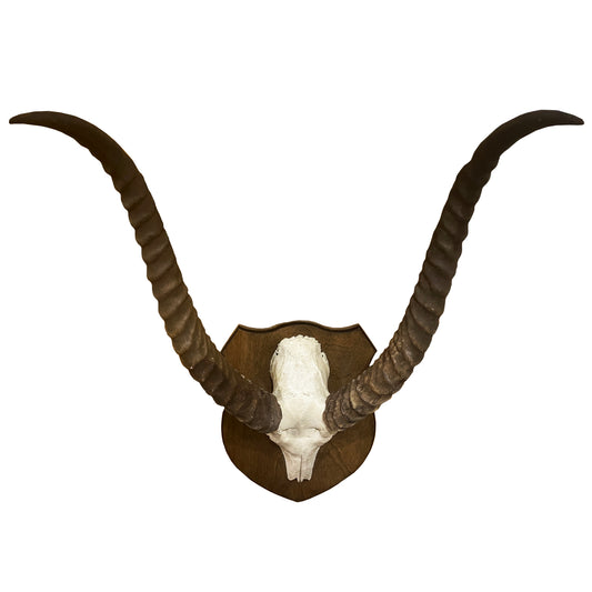 Lechwe